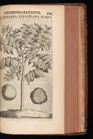 An illustration from Horti academici Lugduno-Batavi catalogus : exhibens plantarum omnium nomina, quibus ab anno MDCLXXXI ad annum MDCLXXXVI hortus fuit instructus ut & plurimarum in eodem cultarum & à nemine hucusque editarum descriptiones & icones (1687)