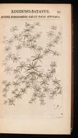 Picture 6 of 38 from Horti academici Lugduno-Batavi catalogus : exhibens plantarum omnium nomina, quibus ab anno MDCLXXXI ad annum MDCLXXXVI hortus fuit instructus ut & plurimarum in eodem cultarum & à nemine hucusque editarum descriptiones & icones (1687), leaf 48