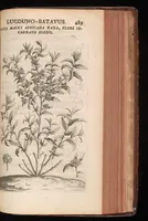 Picture 24 of 38 from Horti academici Lugduno-Batavi catalogus : exhibens plantarum omnium nomina, quibus ab anno MDCLXXXI ad annum MDCLXXXVI hortus fuit instructus ut & plurimarum in eodem cultarum & à nemine hucusque editarum descriptiones & icones (1687), leaf 514