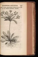 Picture 25 of 38 from Horti academici Lugduno-Batavi catalogus : exhibens plantarum omnium nomina, quibus ab anno MDCLXXXI ad annum MDCLXXXVI hortus fuit instructus ut & plurimarum in eodem cultarum & à nemine hucusque editarum descriptiones & icones (1687), leaf 532