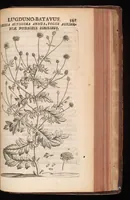 Picture 26 of 38 from Horti academici Lugduno-Batavi catalogus : exhibens plantarum omnium nomina, quibus ab anno MDCLXXXI ad annum MDCLXXXVI hortus fuit instructus ut & plurimarum in eodem cultarum & à nemine hucusque editarum descriptiones & icones (1687), leaf 564