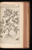 Picture 28 of 38 from Horti academici Lugduno-Batavi catalogus : exhibens plantarum omnium nomina, quibus ab anno MDCLXXXI ad annum MDCLXXXVI hortus fuit instructus ut & plurimarum in eodem cultarum & à nemine hucusque editarum descriptiones & icones (1687), leaf 594