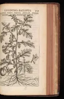 Picture 29 of 38 from Horti academici Lugduno-Batavi catalogus : exhibens plantarum omnium nomina, quibus ab anno MDCLXXXI ad annum MDCLXXXVI hortus fuit instructus ut & plurimarum in eodem cultarum & à nemine hucusque editarum descriptiones & icones (1687), leaf 598