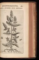 Picture 30 of 38 from Horti academici Lugduno-Batavi catalogus : exhibens plantarum omnium nomina, quibus ab anno MDCLXXXI ad annum MDCLXXXVI hortus fuit instructus ut & plurimarum in eodem cultarum & à nemine hucusque editarum descriptiones & icones (1687), leaf 604