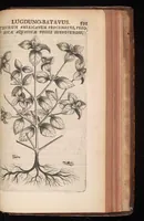 Picture 31 of 38 from Horti academici Lugduno-Batavi catalogus : exhibens plantarum omnium nomina, quibus ab anno MDCLXXXI ad annum MDCLXXXVI hortus fuit instructus ut & plurimarum in eodem cultarum & à nemine hucusque editarum descriptiones & icones (1687), leaf 614