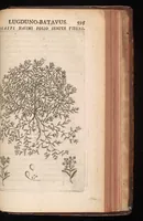 An illustration from Horti academici Lugduno-Batavi catalogus : exhibens plantarum omnium nomina, quibus ab anno MDCLXXXI ad annum MDCLXXXVI hortus fuit instructus ut & plurimarum in eodem cultarum & à nemine hucusque editarum descriptiones & icones (1687)