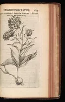An illustration from Horti academici Lugduno-Batavi catalogus : exhibens plantarum omnium nomina, quibus ab anno MDCLXXXI ad annum MDCLXXXVI hortus fuit instructus ut & plurimarum in eodem cultarum & à nemine hucusque editarum descriptiones & icones (1687)