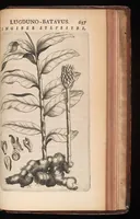 Picture 34 of 38 from Horti academici Lugduno-Batavi catalogus : exhibens plantarum omnium nomina, quibus ab anno MDCLXXXI ad annum MDCLXXXVI hortus fuit instructus ut & plurimarum in eodem cultarum & à nemine hucusque editarum descriptiones & icones (1687), leaf 660