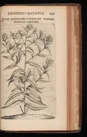 Picture 36 of 38 from Horti academici Lugduno-Batavi catalogus : exhibens plantarum omnium nomina, quibus ab anno MDCLXXXI ad annum MDCLXXXVI hortus fuit instructus ut & plurimarum in eodem cultarum & à nemine hucusque editarum descriptiones & icones (1687), leaf 674