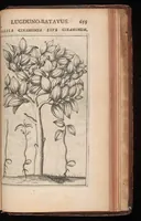 Picture 37 of 38 from Horti academici Lugduno-Batavi catalogus : exhibens plantarum omnium nomina, quibus ab anno MDCLXXXI ad annum MDCLXXXVI hortus fuit instructus ut & plurimarum in eodem cultarum & à nemine hucusque editarum descriptiones & icones (1687), leaf 678