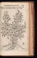 An illustration from Horti academici Lugduno-Batavi catalogus : exhibens plantarum omnium nomina, quibus ab anno MDCLXXXI ad annum MDCLXXXVI hortus fuit instructus ut & plurimarum in eodem cultarum & à nemine hucusque editarum descriptiones & icones (1687)