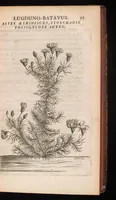 An illustration from Horti academici Lugduno-Batavi catalogus : exhibens plantarum omnium nomina, quibus ab anno MDCLXXXI ad annum MDCLXXXVI hortus fuit instructus ut & plurimarum in eodem cultarum & à nemine hucusque editarum descriptiones & icones (1687)