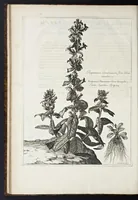 An illustration from Mémoires pour servir à l'histoire des plantes (1676)