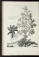 An illustration from Mémoires pour servir à l'histoire des plantes (1676)