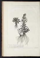 An illustration from Mémoires pour servir à l'histoire des plantes (1676)