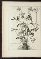 An illustration from Mémoires pour servir à l'histoire des plantes (1676)