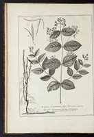 An illustration from Mémoires pour servir à l'histoire des plantes (1676)