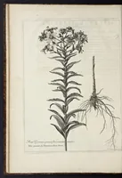 An illustration from Mémoires pour servir à l'histoire des plantes (1676)