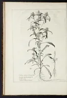 An illustration from Mémoires pour servir à l'histoire des plantes (1676)