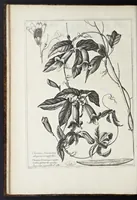 An illustration from Mémoires pour servir à l'histoire des plantes (1676)