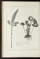 An illustration from Mémoires pour servir à l'histoire des plantes (1676)