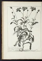 An illustration from Mémoires pour servir à l'histoire des plantes (1676)