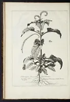 An illustration from Mémoires pour servir à l'histoire des plantes (1676)