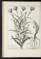 An illustration from Mémoires pour servir à l'histoire des plantes (1676)