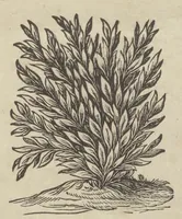 An illustration from Romani Collegii Societatis Jesu Musaeum celeberrimum : cujus magnum antiquariae rei, statuarum, imaginum, picturarumque partem ex legato Alphonsi Donini, S.P.Q.R., a secretis, munificâ liberalitate relictum (1678)
