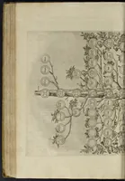 An illustration from Delle famiglie nobili napoletane (1580)