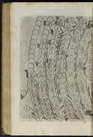 An illustration from Delle famiglie nobili napoletane (1580)