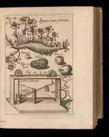 An illustration from Miscellanea curiosa, sive, Ephemeridum medico-physicarum Germanicarum (1677)