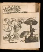 An illustration from Miscellanea curiosa, sive, Ephemeridum medico-physicarum Germanicarum (1677)