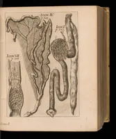 An illustration from Miscellanea curiosa, sive, Ephemeridum medico-physicarum Germanicarum (1677)