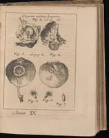 An illustration from Miscellanea curiosa, sive, Ephemeridum medico-physicarum Germanicarum (1677)