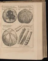 An illustration from Miscellanea curiosa, sive, Ephemeridum medico-physicarum Germanicarum (1677)