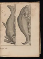 An illustration from Miscellanea curiosa, sive, Ephemeridum medico-physicarum Germanicarum (1677)