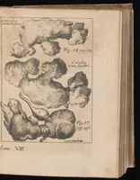 An illustration from Miscellanea curiosa, sive, Ephemeridum medico-physicarum Germanicarum (1677)