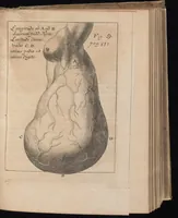 An illustration from Miscellanea curiosa, sive, Ephemeridum medico-physicarum Germanicarum (1677)