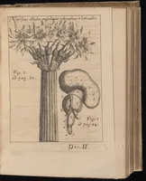 An illustration from Miscellanea curiosa, sive, Ephemeridum medico-physicarum Germanicarum (1677)