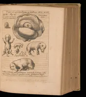 An illustration from Miscellanea curiosa, sive, Ephemeridum medico-physicarum Germanicarum (1677)
