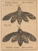 An illustration from Miscellanea curiosa, sive, Ephemeridum medico-physicarum Germanicarum (1677)