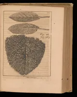 An illustration from Miscellanea curiosa, sive, Ephemeridum medico-physicarum Germanicarum (1677)