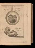 An illustration from Miscellanea curiosa, sive, Ephemeridum medico-physicarum Germanicarum (1677)