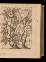 An illustration from Miscellanea curiosa, sive, Ephemeridum medico-physicarum Germanicarum (1677)