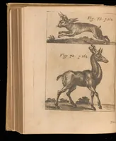 An illustration from Miscellanea curiosa, sive, Ephemeridum medico-physicarum Germanicarum (1677)