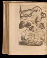An illustration from Miscellanea curiosa, sive, Ephemeridum medico-physicarum Germanicarum (1677)