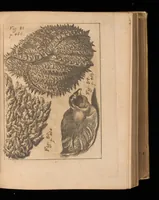 An illustration from Miscellanea curiosa, sive, Ephemeridum medico-physicarum Germanicarum (1677)