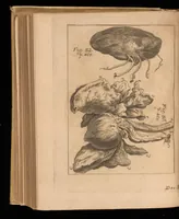 An illustration from Miscellanea curiosa, sive, Ephemeridum medico-physicarum Germanicarum (1677)