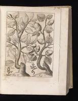An illustration from Miscellanea curiosa, sive, Ephemeridum medico-physicarum Germanicarum (1677)